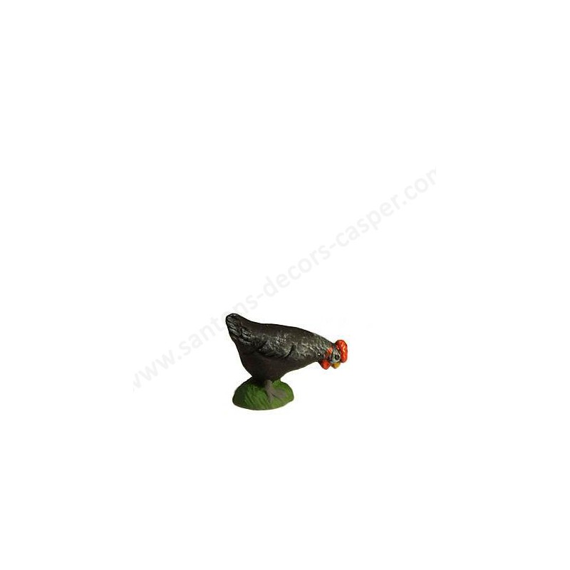 Poule Noire Picorante