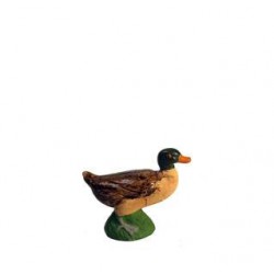 Canard