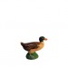 Canard